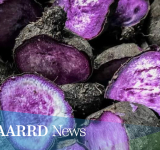 R&D project targets Bohol’s year-round production of ‘Ubi Kinampay’ and other purple yam varieties